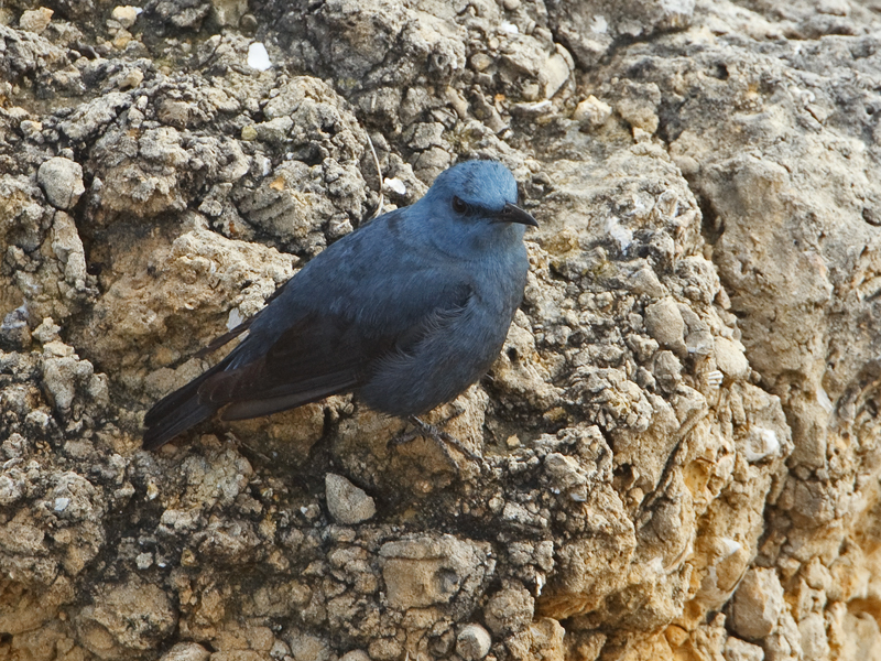 Monticola solitarus Blauwe Rotslijster Blue Rock Thrush